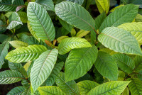 Kratom Pulver kaufen: Die besten Tipps für Qualität und Preis