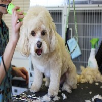 Mobile Dog Grooming - Sandy Mobile Pet Grooming