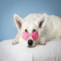 Ear Pet Cleaning - Sandy Mobile Pet Grooming