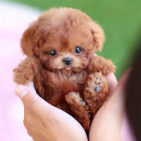Digital Doggo: Your Virtual Puppy Companion