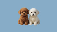 Digital Doggo | AI Virtual Dog & Digital Pet Game