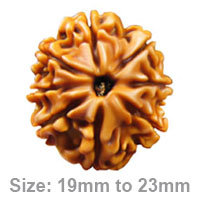 8 mukhi rudraksha