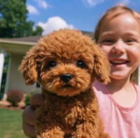 Digital Doggo: The Future of Pet Care Starts Here