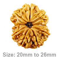 9 mukhi rudraksha