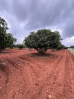 1 Acre Land Price In Bangalore around South Corridors Near Anekal From Anugraha Farms