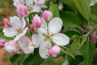Apple Blossom Dentistry