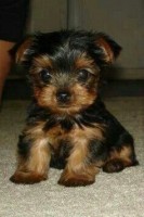Teacup Yorkie Puppies