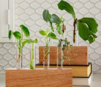 Cooperandsmith.com.au : Propagation Station | How To Propagate Plants | Grow Plants In Water | Propagating Houseplants In Water