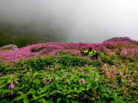 Valley of flowers: Detailed Itinerary