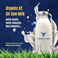 Inside a Pure-Breed Dairy: How Captain’s Farm Raises Their Own Gir Cows with Care