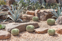 Cacti Grounds Management