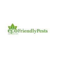 Professional Termite Control & Spider Pest Control in Mumbai