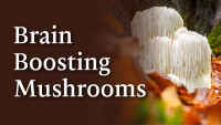 What Is Mushroom Brain Boost?