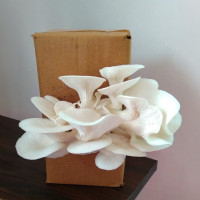 Mushroom Growing Kit