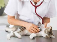 Pet Veterinary Clinic – Trusted Care for All Pets