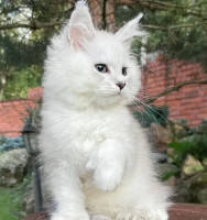 Affordable Maine Coon Kittens | Place of Purebred Maine Coons
