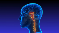 Nerve Calm vs. Nerve Freedom: Which Nerve Supplement Works Best for You?