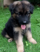Dehradun pet shop