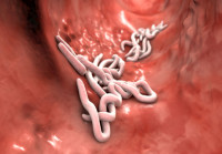 Combat Parasitic Infections with Ivermectin 12mg
