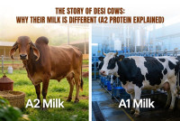 The Story of Desi Cows: Why Their Milk Is Different (A2 Protein Explained)
