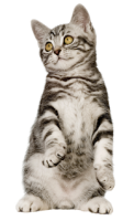 Top 10 Wet Treats for Cats You Can Buy Online Today!!