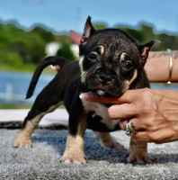 American Bullies Home – Premium American Bully Puppies for Sale