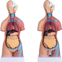 Top Human Anatomical Model Manufacturer in India – Premium Quality Models