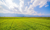 Buy Cheapest Agricultural Land in Tamil Nadu From Anugraha Farms