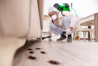 Why Choose Pest Control Services in chandigrah ?_ BugShield