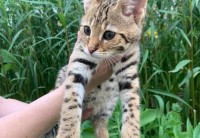 savannah kitten