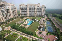 DLF Camellias 2