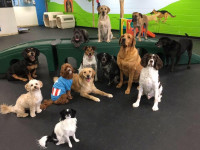 Dog Boarding Centre in Gurgaon