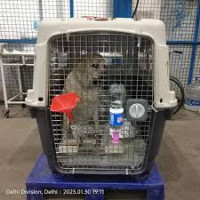 Pet Transport Services in Delhi – Reliable & Safe with Anant Logistic