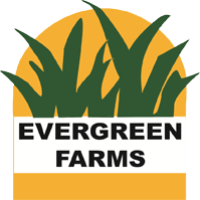 KOREAN MEXICAN GRASS SALE PONDICHERRY @ 94438 59517
