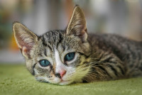MyKitten - Best Cats in Delhi NCR