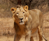 Gir Wildlife Sanctuary Safari Booking