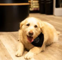 Aruani PetStop - Premium Pet Boarding, Spa, Daycare & Resort in Bangalore