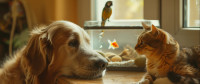 Pets Place