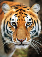 Ranthambore Safari Booking