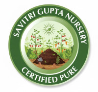 Savitri Gupta Nursery