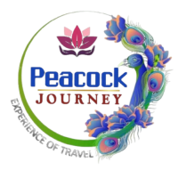 Peacock Journey