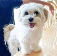 teacup maltese puppies for sale