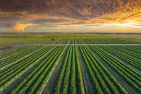 Own Farmland For Sale Near Bangalore With High Yield Timber From Mist Valley