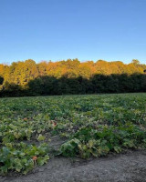 Buy Farmland Near Bangalore With Fruit Plantation From Misty Valley