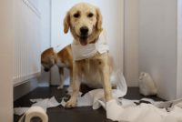 Trusted Pet Groomers Directory