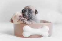 Puppy Guyz