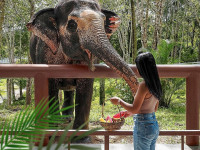 Discover the Beauty of Elephants at Elephant Jungle Sanctuar in Samui
