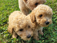 Farm to Market Puppies