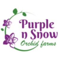 Purple n Snow