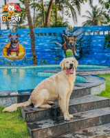 RC Pet Resort – Premium Pet Boarding, Grooming & Dog Swimming Pool in South Chennai